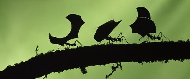 fourmi qui porte un autre insecte