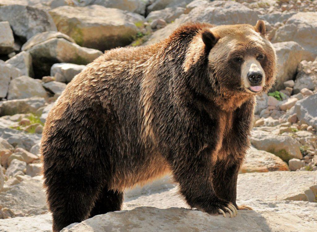 Quelles sont les particularités du grizzli - Nosanimos.com