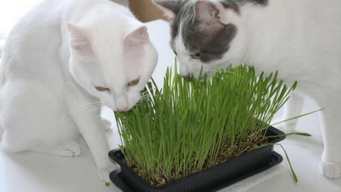 herbe à chat