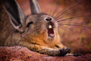 lapin qui se réveille