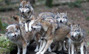 loups nerveux