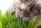 pourquoi le chat mange-t-il de l'herbe