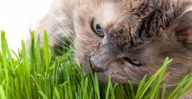 pourquoi le chat mange-t-il de l'herbe