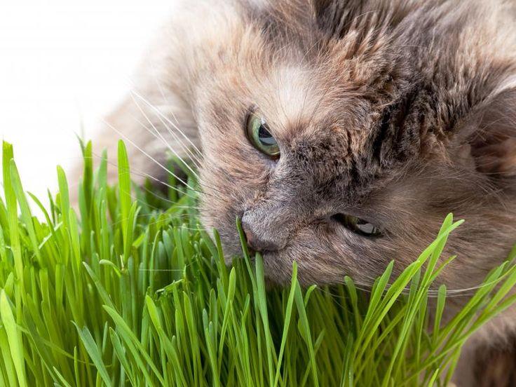 pourquoi le chat mange-t-il de l'herbe