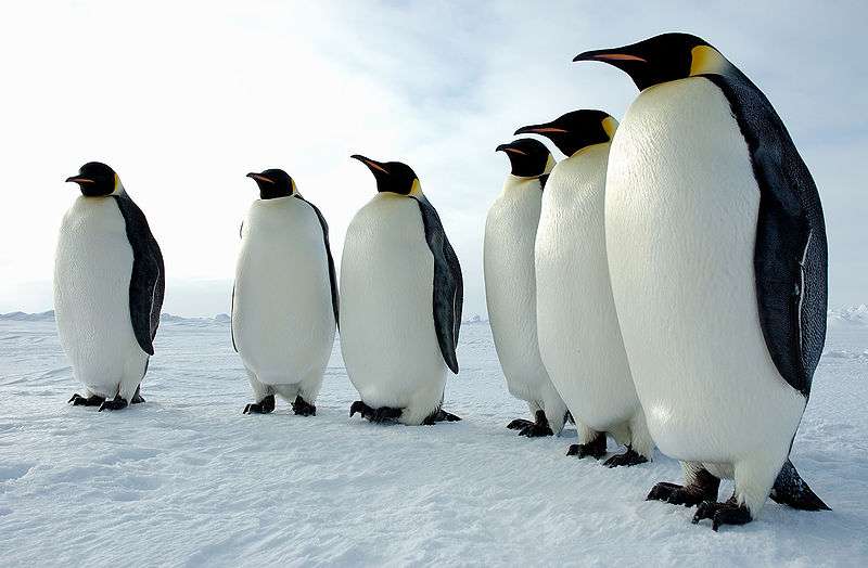 pourquoi le manchot est-il noir et blanc ?