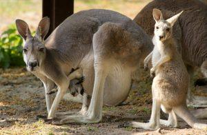 une famille de kangourous