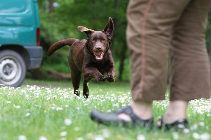 chien et exercice physique