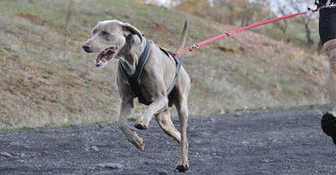 le chien a besoin de faire de l'exercice