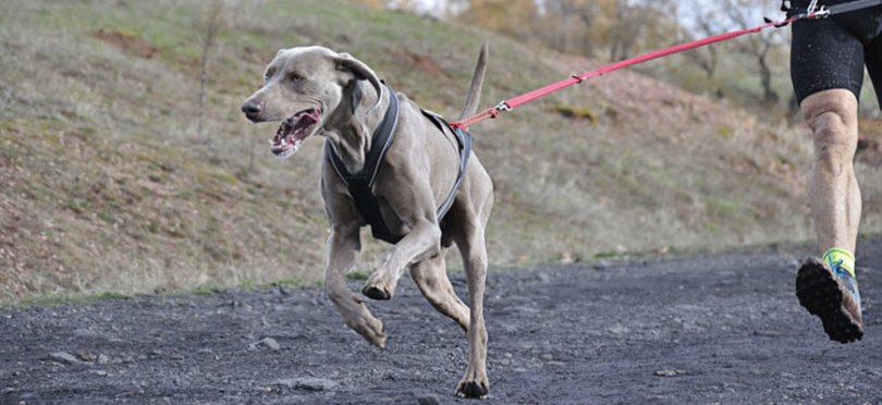 le chien a besoin de faire de l'exercice