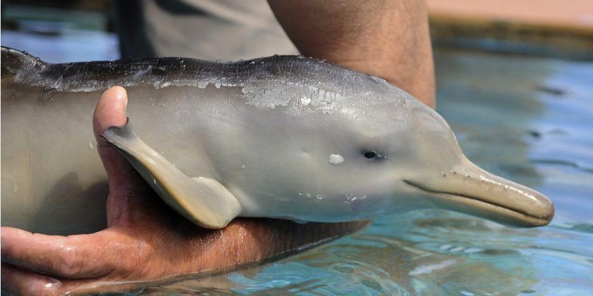 bébé dauphin échoué sur la plage sauvé de justesse