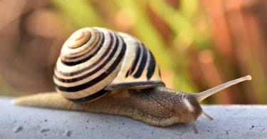 comment l'escargot fabrique-t-il sa coquille ?