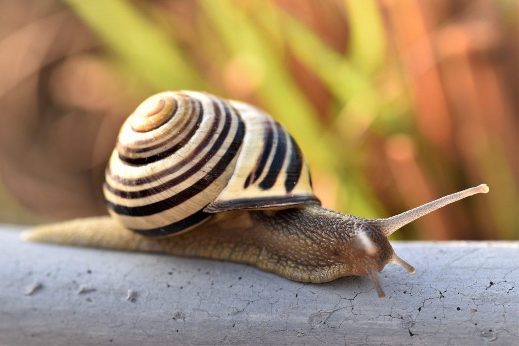 Comment L Escargot Fabrique T Il Sa Coquille Tres Interessant