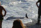 pourquoi le dauphin échoue-t-il sur la plage ?