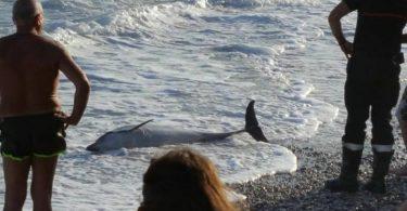pourquoi le dauphin échoue-t-il sur la plage ?
