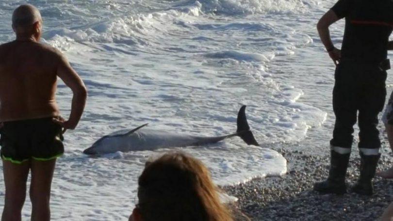 pourquoi le dauphin échoue-t-il sur la plage ?