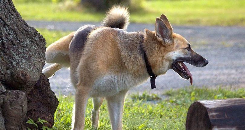 Pourquoi le chien lève t il la patte pour uriner ?